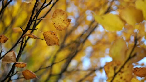 Herbstfarbene-Blätterdetails,-Die-In-Zeitlupe-Nach-Oben-Schauen---Künstlerischer-Rollschuss