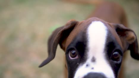 Slowmotion-shot-of-a-boxer-looking-down-the-camera-and-then-barking