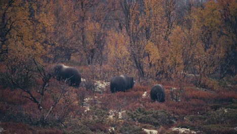 Family-Of-Muskox-In-The-Autumn-Wilderness-Of-Dovrefjell–Sunndalsfjella-National-Park-In-Norway