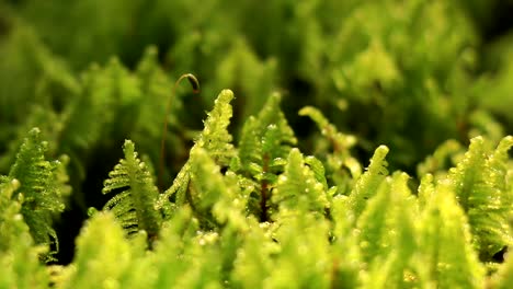 Green-moss-on-a-forest-floor