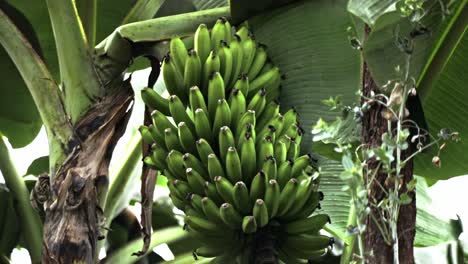 A-large-bundle-of-plantains-in-a-tree-on-a-produce-farm-in-rural-Brazil,-medium-shot