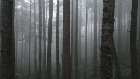 Narrowly-passing-through-a-dense-grove,-fog-shrouded-evergreen-forest,-aerial-fpv