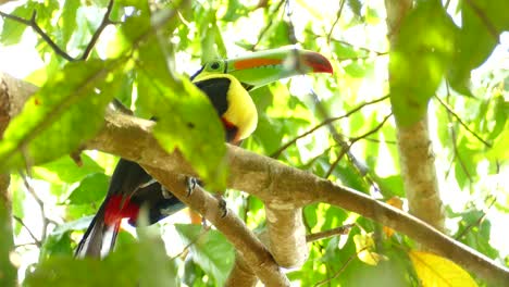 Low-angle-shot-of-Toucan-bird-perched-on-a-branch-amidst-green-leaves