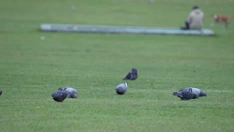 Pigeons-eating-on-the-grass