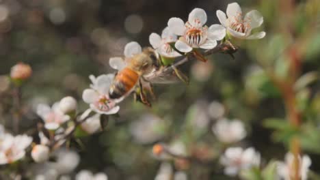 Westliche-Honigbiene-Auf-Der-Suche-Nach-Frischestem-Nektar-Aus-Manuka-Blüten