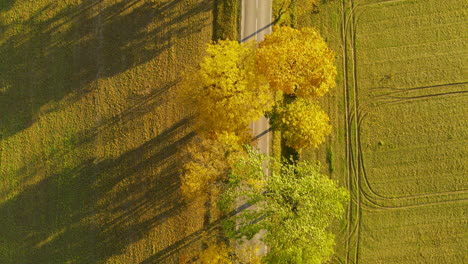 Birdseye-drone-aerial-flying-above-Autumn-Fall-Trees-and-a-country-road-surrounded-by-meadows-as-a-car-drives-by