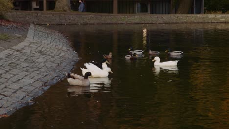 Ducks-at-Western-Park,-Autumn-Season,-University-of-Sheffield-Campus,-Sheffield,-South-Yorkshire,-UK