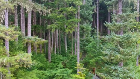 Dichte-Waldbäume-In-Der-Alaska-bergwildnis