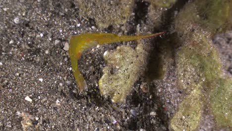 Ocellated-Sawblade-shrimp-sitting-on-algae-at-night