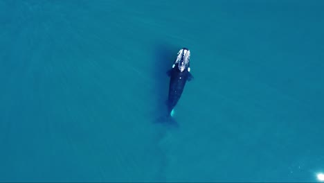 Top-View-Of-Mother-And-Its-Calf-Swimming-In-The-Sea-Surface,-Seagull-Flies-Into-The-Young-Whale---Southern-Right-Whales---aerial