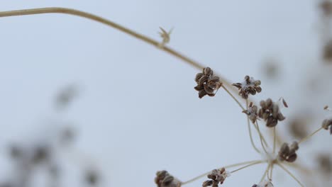 Schnee-Friert-Winzige-Blumen-In-Einem-Wintersturm-Ein