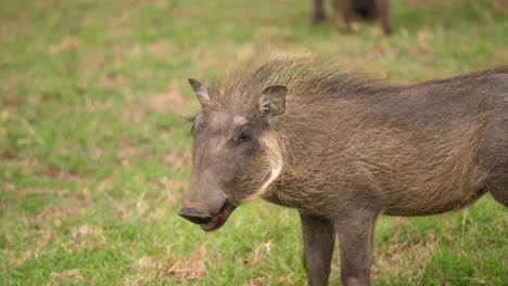 Young-warthog-walks-in-grassland-while-chewing,-Close-Up-Follow-Shot