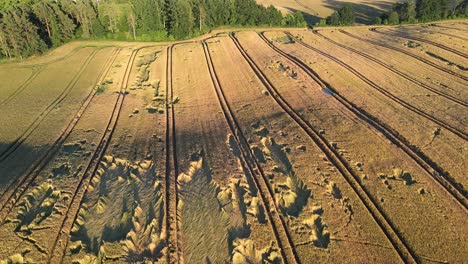 Aerial-view-of-grain-field-with-lay-down-spikes