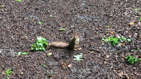 Eichhörnchen,-Das-Nuss-Auf-Dem-Boden-Isst