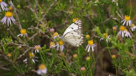 Brown-Veined-White-Butterfly-flits-among-Daisies-looking-for-nectar