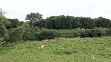 Ganado-Vaca-Toros-Pastando-En-Campo-De-Hierba-Verde-En-Alemania,-Antena
