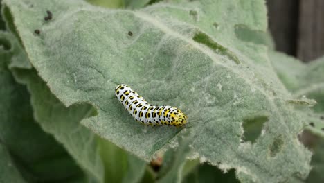 A-black-yellow-and-white-caterpillar-rests-on-a-green-leaf-which-gently-blows-in-the-wind