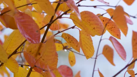 Birkenzweige,-Die-Im-Herbst-An-Einem-Nassen-Tag,-Der-Vom-Wind-Verweht-Wird,-Von-Gelben-Verfallenden-Blättern-Bedeckt-Sind---Nahaufnahme-Statischer-Schuss
