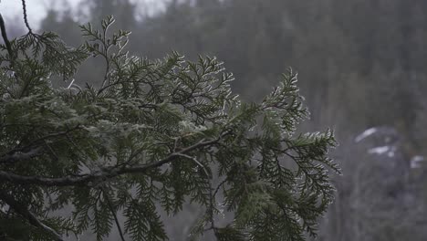 Ice-On-Branches-Of-A-Green-Conifer-Tree,-Frozen-Cold-Winter-Forest-Landscape