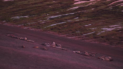 Colony-Of-Elephant-Seals-Resting-On-The-Ground-In-Patagonia,-Argentina-On-A-Sunrise---wide-shot