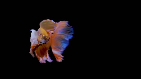 The-colorful-Siamese-Elephant-Ear-Fighting-Fish-Betta-Splendens,-also-known-as-Thai-Fighting-Fish-or-betta,-a-popular-aquarium-fish-in-super-slow-motion-on-isolated-black-background