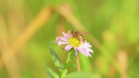 Europäische-Schwebfliege,-Die-Nektar-Auf-Gänseblümchenblume-An-Einem-Sonnigen-Frühling-Sammelt