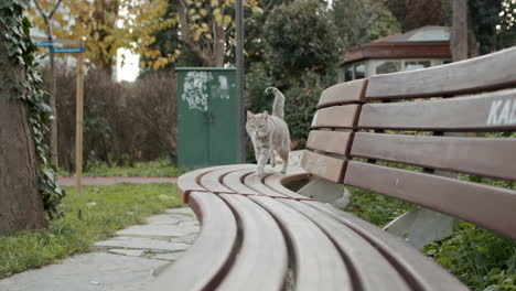 Gorgeous-Grey-Tabby-Cat-Walking-Alone-with-Her-Silky-Smooth-Fur-and-Swinging-Tail-on-Wooden-Park-Benches-in-slowmo