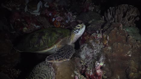 Green-sea-turtle-sitting-on-a-tropical-coral-reef-at-night