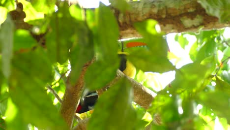 Large-Toucan-bird-obscured-by-leaves-sitting-alone-in-tree