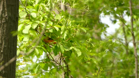 A-beautiful-Baltimore-Oriole-jumping-around-on-a-branch-covered-in-radiant-green-leaves