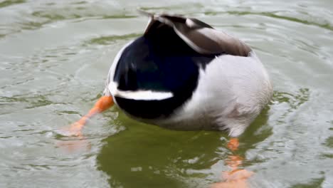 Duck-sticking-head-in-water-with-ass-out-repeatedly