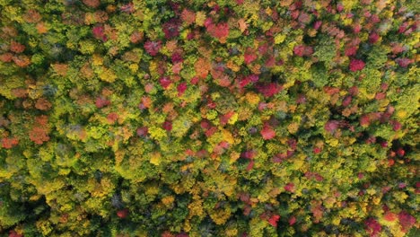 Birdeye-Aerial-View-of-Colorful-Forest-at-Autumn-Peak,-Vivid-Foliage-Colors-Display-on-Sunny-Day,-Top-Down-Drone-Shot