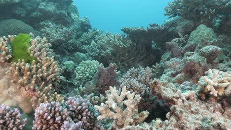 Video-Submarino-Nadando-Sobre-Una-Estructura-De-Arrecife-Tropical-Con-Coloridos-Corales-Duros-Y-Blandos