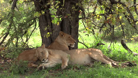 Close-view-of-lioness-lying-down-next-to-another-in-shadow-of-tree