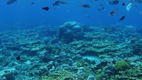 Hermosos-Peces-Tropicales,-Arrecifes-De-Coral-Y-Un-Buzo-Nadando-En-El-Mar-Azul---Toma-Submarina