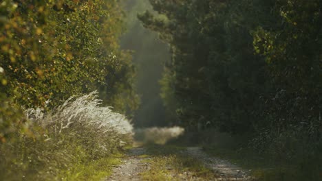 Camino-Forestal-Rural-Abandonado-Caminatas-Densos-Arbustos-Y-árboles-En-La-Noche-Hora-Dorada-Luz-Insectos-Voladores-Telas-De-Araña