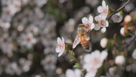 Symbiosis-relation-between-honey-bee-and-white-Manuka-flower,-slow-motion