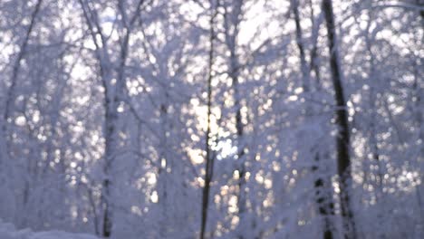 Blurred-view-of-snow-covered-trees-and-branches-in-a-winter-wonderland-forest-while-sun-is-shining-in-Bavaria,-Germany