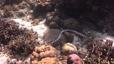 Banded-sea-snake-swimming-over-coral-reef