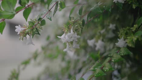 Weiße-Blüten-Von-Abelia,-Die-Im-Regen-In-Tokio,-Japan,-Durchnässt-Sind
