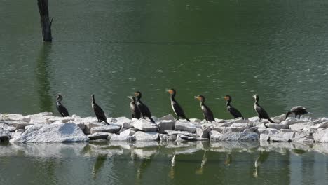 Flock-of-Indian-cormorant-perched-on-rocks-near-river