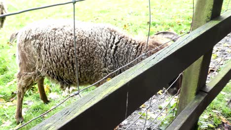 Brown-mountain-male-ram-scratching-itchy-head-on-wooden-fence