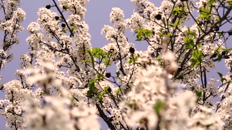 Camera-movements-showing-blossoming-white-trees-in-the-spring-time