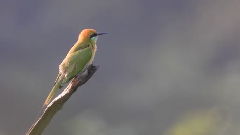 Bee-eater-in-tree-and-waiting-for-pray-