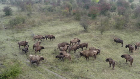 Europäische-Bisonbonasus-Herde,-Die-Auf-Einem-Buschigen-Feld-Steht,-Weiden,-Tschechien