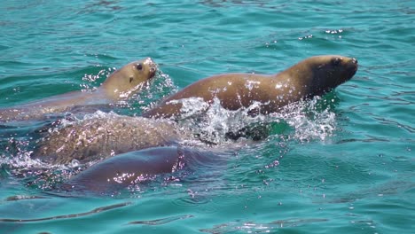 Seelöwen,-Die-An-Einem-Sonnigen-Tag-Auf-Dem-Patagonischen-Meer-Schwimmen---Zeitlupe