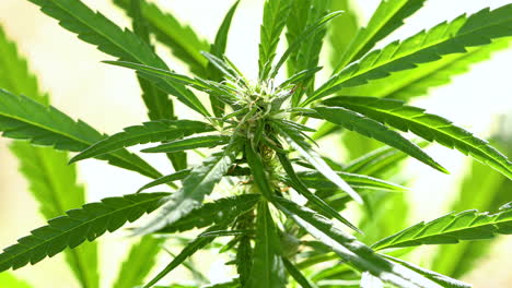 Aufnahmen-Von-Cannabispflanzen-Aus-Nächster-Nähe,-Marihuana-Busch