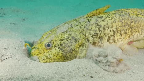A-large-yellow-Estuary-Catfish-digs-through-the-sand-using-its-mouth-and-gills-as-a-filter-while-searching-for-food-on-the-bottom-of-the-ocean