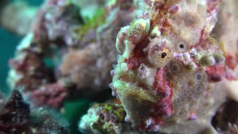 Nahaufnahme-Eines-Grauen-Warzen-Anglerfisches-An-Einem-Korallenriff