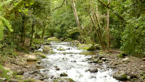 Beautiful-creek-cascading-down-the-jungle-floor-surrounded-by-mossy-trees-and-a-beautiful-river-bed